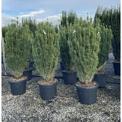 Mandzsu áltiszafa   CEPHALOTAXUS HARRINGTONIA FASTIGIATA 140/+ K70