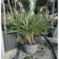 Kínai kenderpálma  CHAMAEROPS EXCELSA 3 TÖRZSES BONSAI TÁLBAN 