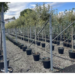 Aranytarka télizöld fagyal LIGUSTRUM JAPONICUM EXCELSUM SUPERBUM T3/4 K20