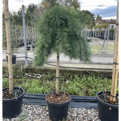 Japán erdeifenyő   PINUS DENSIFLORA PENDULA T1/2 K25
