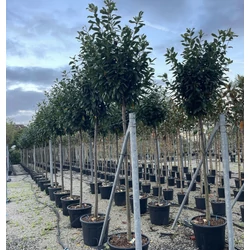 Közönséges babérmeggy   PRUNUS LAUROCERASUS NOVITA T200 10/14 K40/50