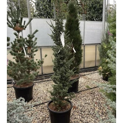 Oszlopos atlasz cédrus CEDRUS ATLANTICA FASTIGIATA 150/175 K30
