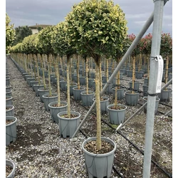 Aranytarka télizöld fagyal LIGUSTRUM OVALIFOLIUM AUREUM T1/2 K18