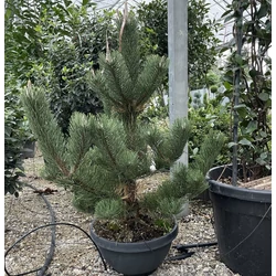 Feketefenyő   PINUS NIGRA OREGON GREEN 60/80 TÁLBAN K35