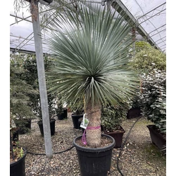 Pálmaliliom    YUCCA ROSTRATA TR70/80 K70