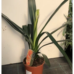 Szobaliliom CLIVIA MINIATA CS13