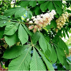Rózsaszín vadgesztenye  AESCULUS AESCULUS CARNEA BRIOTII T200 8/10 K30