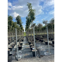 Oszlopos díszcseresznye  PRUNUS SERRULATA AMANOGAWA T200 10/12 K30