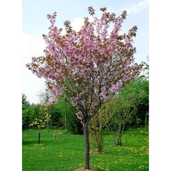 Japán díszcseresznye PRUNUS SERRULATA KANZAN T200 18/20 K90