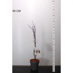 Kóreai hóvessző   ABELIOPHYLLUM DISTICHUM 60/70 K3