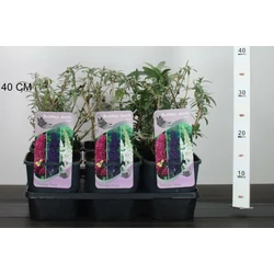 Nyári orgona BUDDLEJA DAVIDII TRICOLOR K2
