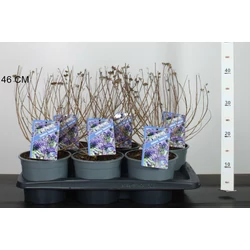 Angol kékszakáll CARYOPTERIS CLANDONENSIS HEAVENLY BLUE CS17