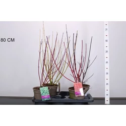 Som fajták CORNUS FAJTÁK 50/60 CS17