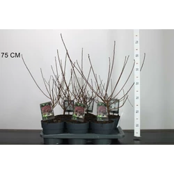 Bíbor cserszömörce COTINUS COGGYGRIA DUSKY MAIDEN 30/40 K2