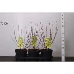 Aranyvessző FORSYTHIA INTERMEDIA MINIGOLD 30/40 CS19
