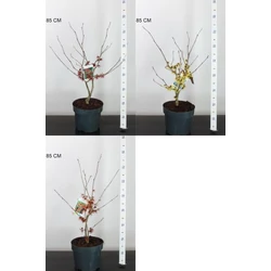 Varázsmogyoró   HAMAMELIS FAJTÁK 40/60 K5
