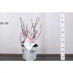 Cserjés hortenzia  HYDRANGEA ARBORESCENS RUBY ANNABELLE 30/35 K3