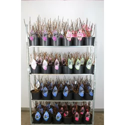 Kerti hortenzia  HYDRANGEA MACROPHYLLA BLACK STEEL 30/35 CS23