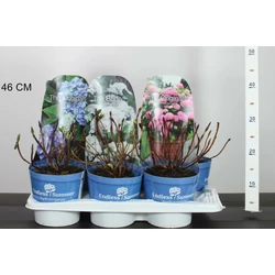 Kerti hortenzia   HYDRANGEA MACROPHYLLA ENDLESS SUMMER FAJTÁK K2