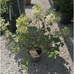 Bugás hortenzia  HYDRANGEA PANICULATA BOBO 30/40 CS19