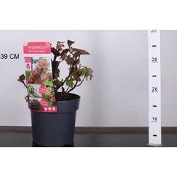 Tölgylevelű hortenzia  HYDRANGEA QUERCIFOLIA RUBY SLIPPERS 25/30 K3