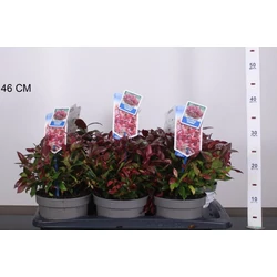 Fürtös hanga  LEUCOTHOE SCARLETTA ZEBLID 25/30 CS17