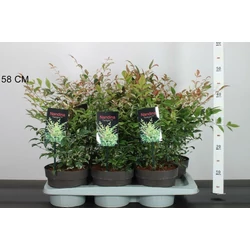 Japán szentfa   NANDINA DOMESTICA TWILIGHT 20/25 CS17
