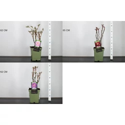 Fás bazsarózsa PAEONIA SUFFRUTICOSA K5