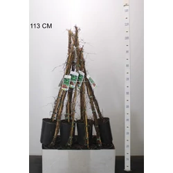 Repkény vadszőlő   PARTHENOCISSUS TRICUSPIDATA VEITCHII 80CM K2