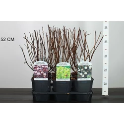 Hólyagvessző   PHYSOCARPUS OPULIFOLIUS FAJTÁK 40/50 K2