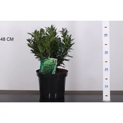 Babérmeggy   PRUNUS LAUROCERASUS GAJO 25/30 K4