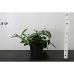 Közönséges babérmeggy  PRUNUS LAUROCERASUS MOUNT VERNON 30CM K3