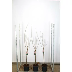 Babarózsa   PRUNUS TRILOBA T60 CS24