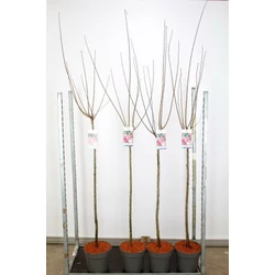 Babarózsa   PRUNUS TRILOBA T100 K10