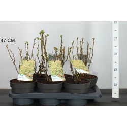 Aranylombú tollas gyöngyvessző SORBARIA SORBIFOLIA SEM 20/25 CS17