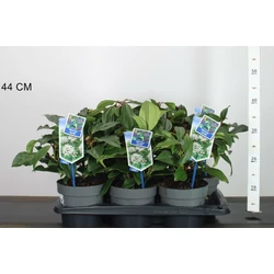 Törpe bangita  VIBURNUM DAVIDII 20/25 CS17