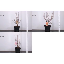 Japán azálea AZALEA KNAPHILL 30/40 K5