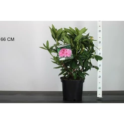 Havasszépe   RHODODENDRON COSMOPOLITAN 30/40 K5