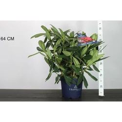 Havasszépe   RHODODENDRON RED DEVILS 40/45 K5