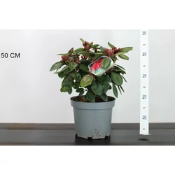 Havasszépe   RHODODENDRON TROMBA 30CM K5