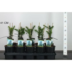 Chilei fenyő ARAUCARIA ARAUCANA 15/20 K1