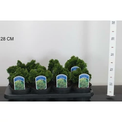 Hinoki hamisciprus   CHAMAECYPARIS OBTUSA NANA GRACILIS 10/12 CS13