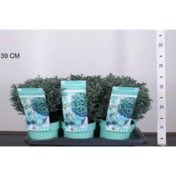 Szavára álciprus   CHAMAECYPARIS PISIFERA BLUE MOON 25/30 K2