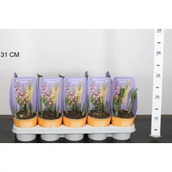 Fagytűrő orchideaCALANTHE FAJTÁK CS12