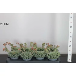 Fás kövirózsa ECHEVERIA DONDO 15CM CS11