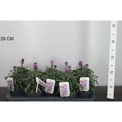 RepcsényERYSIMUM BOWLES MAUVE CS13