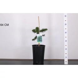 Chilei fenyő  ARAUCARIA ARAUCANA 25/30 K4
