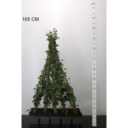 Ír borostyán HEDERA HIBERNICA 90/+ CS11