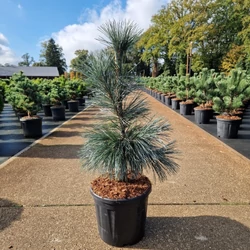 Nevadai cirbolyafenyő   PINUS FLEXILIS VANDERWOLF&#039;S PYRAMID 40/60 K11