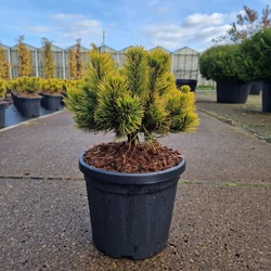 Aranylombú havasi törpefenyő  PINUS MUGO CARSTEN&#039;S WINTERGOLD 20/25 K6